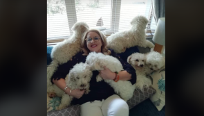 "They're my babies!" Five dogs rescued from Kildare house gutted in Christmas Eve fire 