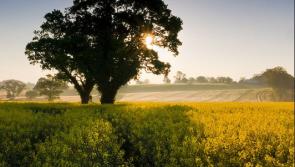 Another warm, humid day with top temperatures of 26C predicted for Co Kildare