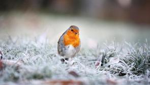 Frosty conditions with sunny spells this morning in Co Kildare