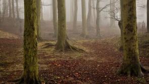 Chance of mist developing overnight for parts of Co Kildare