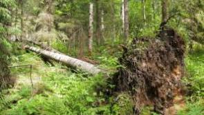 There is no assistance available for landowners hit with diseased trees