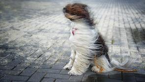 Windy with some scattered showers on the way for Co Kildare today 