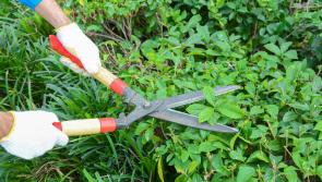 KCC says homeowners must cut back trees and shrubs blocking footpath in Maynooth