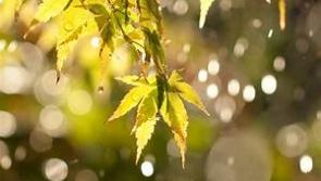 Rain set to ease with some sunny spells on the way for Co Kildare