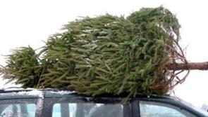 Free Christmas Tree recycling begins around Kildare on Saturday
