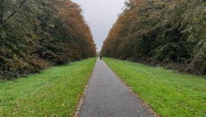 Campaign planned in Kildare to tackle dog waste
