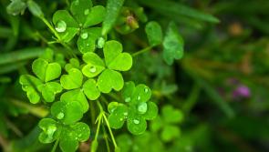 NEWS BRIEF: €5,000 to be allocated for St Patrick's Day Parade in Newbridge, County Kildare, tomorrow 