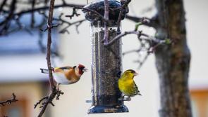 Experts encourage Kildare gardeners to feed local birds this spring