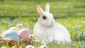 KILDARE: Easter-themed family art and craft fair to take place in Newbridge