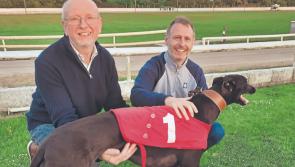 Kildare greyhound racing: Results and news from Newbridge