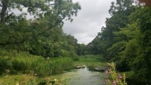Farm walk with Farming for Nature Ambassador to take place in Kildare