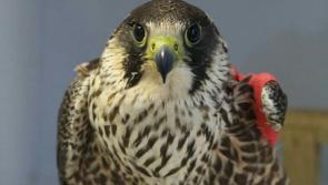 Carers for injured wildlife across Ireland encouraged to ensure they are compliant with the law