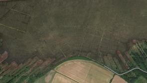 'Gruesome find': Greyhound remains discovered at Newbridge, County Kildare bog