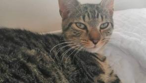 NEWS BRIEF: Therapy cat missing from Newbridge, County Kildare