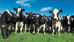 Farming families to get €10 billion through CAP Strategic Plan