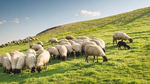 Irish Farmer's Association says ‘priority actions’ are underway following horrific dog attacks in Kildare