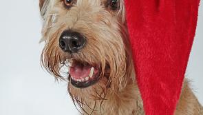 NEWS BRIEF: Kildare animal charity to host its 2022 Christmas Fair