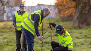 Business plants 125 fruit trees at Peter McVerry Trust premises in Kildare