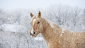 Housing accommodation proposed for foaling staff at stud in Kildare