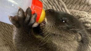 FEATURE: Kildare Wildlife Rescue — Year in Review