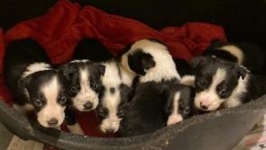 KILDARE: Man found with four Collie puppies in car after accident