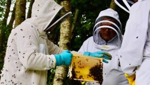 Beekeepers should be appointed across County Kildare