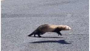 Public appeal about owners of ferret on the loose in town centre 