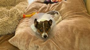 FEEL-GOOD FRIDAY: Pup no longer in pain after being rescued by Irish dog welfare charity