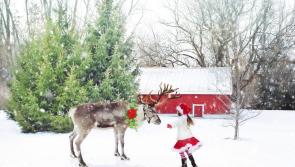 Christmas walk / run event to take place in Kilcullen, County Kildare