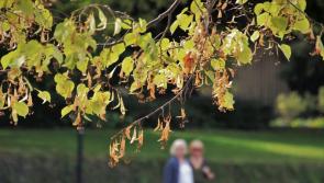 New town park proposed for Clane, County Kildare, planning permission documents show