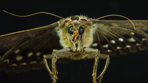 ALERT: Possible presence of MOTHS in Tesco Christmas food prompts immediate recall