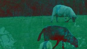 Band with links to Newbridge, County Kildare and featured at Electric Picnic releases single