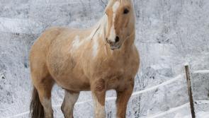 Kildare farmers and horse owners advised of risks during current cold weather by Senator