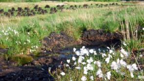 Tourism potential of Kildare bog should be explored