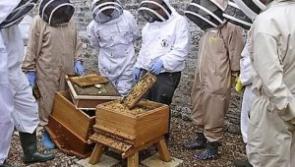 KILDARE: Beekeepers course to take place in Naas