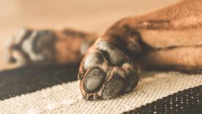 ‘It’s always the smallest dogs that bark the loudest!’: Kildare man pays €300 following dog bite incident