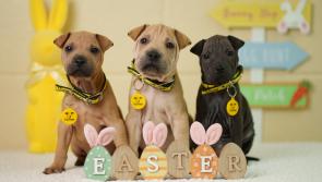 Dogs Trust issue warning over Easter treats that can harm your dog