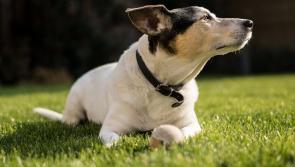 URGENT: Kildare animal charity seeking donations of wet dog food