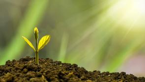 Kildare County Council asked to prepare a plan in relation to native tree planting