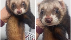 Kildare vet in appeal as ferret is rescued from crow attack in nearby town