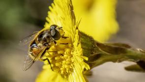 Over €100,000 announced for biodiversity projects across County Kildare