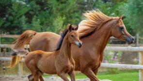 Letter to be sent by Kildare County Council to Irish National Stud