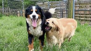 Kildare Animals in Need - Best buddies Tara and Sonas happy in new home