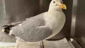 Don't panic: Kildare Wildlife Rescue is nursing All-Ireland Herring Gull back to health
