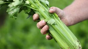 Calling Kildare organic food and drink producers: Entries now open for the National Organic Awards 2024