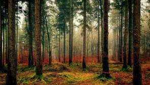 Forest Park in County Kildare among Top 3 Most-Visited Coillte sites in Ireland