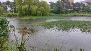 Popular County Kildare lakes amenity area is being damaged by weeds and silt