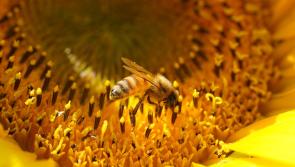 ‘Appropriate planting scheme’ sought for region in Clane, County Kildare
