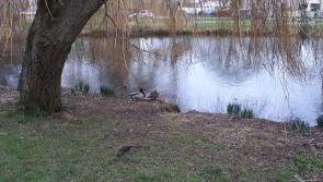 Silt and a lack of water is damaging popular Kildare lakes