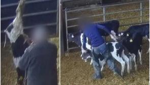 ‘Horrifying’ — Viewers react to secret RTÉ footage of cattle facility showing calves ‘beaten’